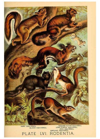 Reproducción/Reproduction 7268692652: Johnson's household book of nature,. New York,H.J.Johnson,[1880]