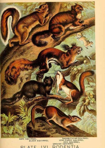 Reproducción/Reproduction 7268692652: Johnson's household book of nature,. New York,H.J.Johnson,[1880]