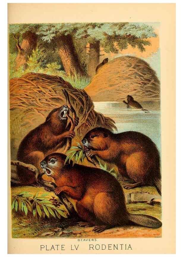 Reproducción/Reproduction 7268690426: Johnson's household book of nature,. New York,H.J.Johnson,[1880]