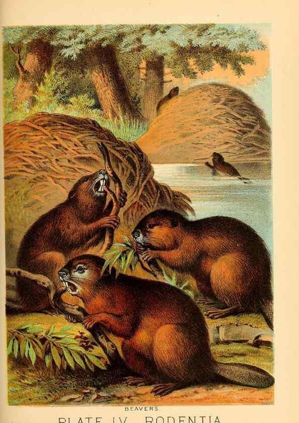 Reproducción/Reproduction 7268690426: Johnson's household book of nature,. New York,H.J.Johnson,[1880]