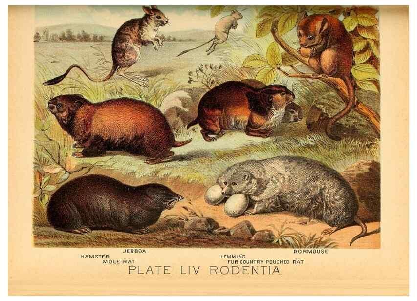 Reproducción/Reproduction 7268688444: Johnson's household book of nature,. New York,H.J.Johnson,[1880]