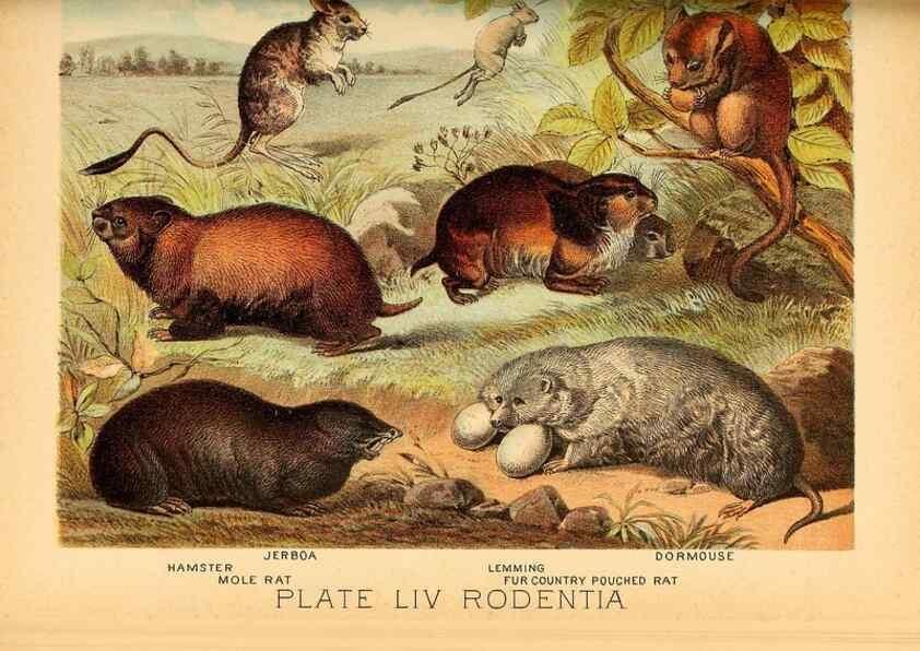 Reproducción/Reproduction 7268688444: Johnson's household book of nature,. New York,H.J.Johnson,[1880]