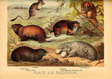 Reproducción/Reproduction 7268688444: Johnson's household book of nature,. New York,H.J.Johnson,[1880]