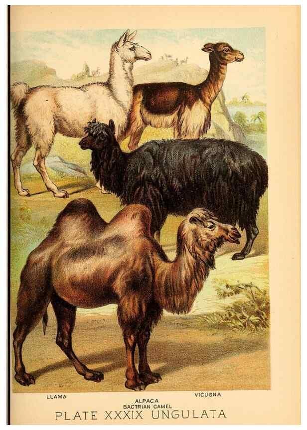 Reproducción/Reproduction 7268668802: Johnson's household book of nature,. New York,H.J.Johnson,[1880]