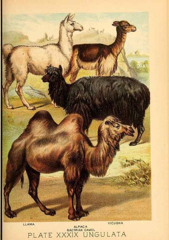 Reproducción/Reproduction 7268668802: Johnson's household book of nature,. New York,H.J.Johnson,[1880]