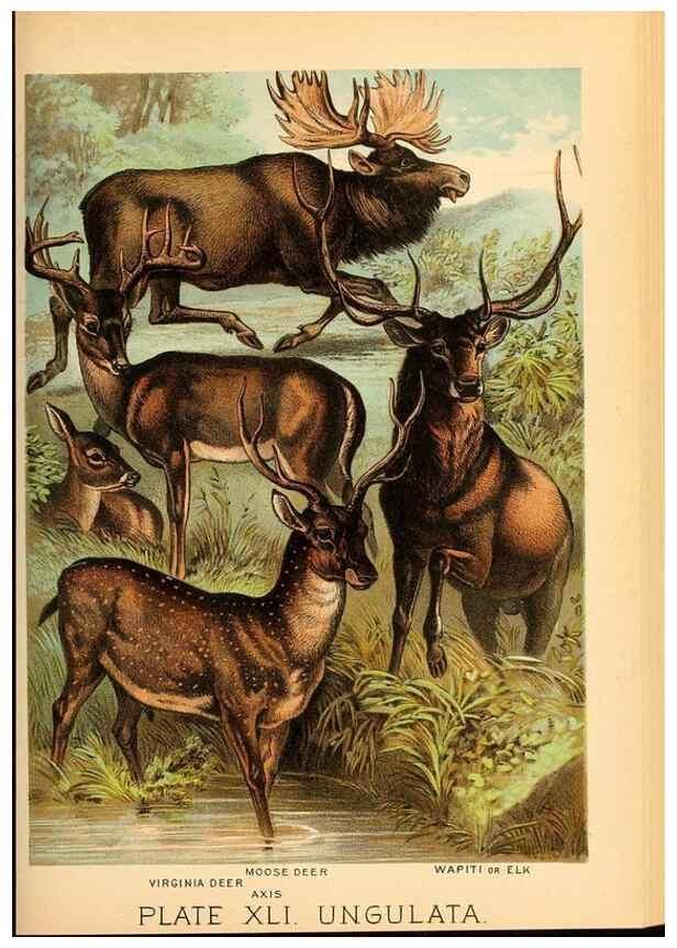 Reproducción/Reproduction 7268669850: Johnson's household book of nature,. New York,H.J.Johnson,[1880]