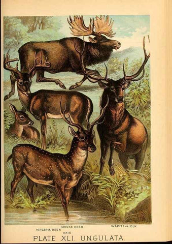 Reproducción/Reproduction 7268669850: Johnson's household book of nature,. New York,H.J.Johnson,[1880]