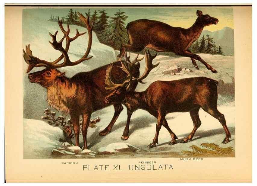 Reproducción/Reproduction 7268671166: Johnson's household book of nature,. New York,H.J.Johnson,[1880]