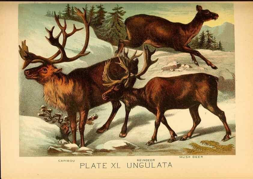 Reproducción/Reproduction 7268671166: Johnson's household book of nature,. New York,H.J.Johnson,[1880]