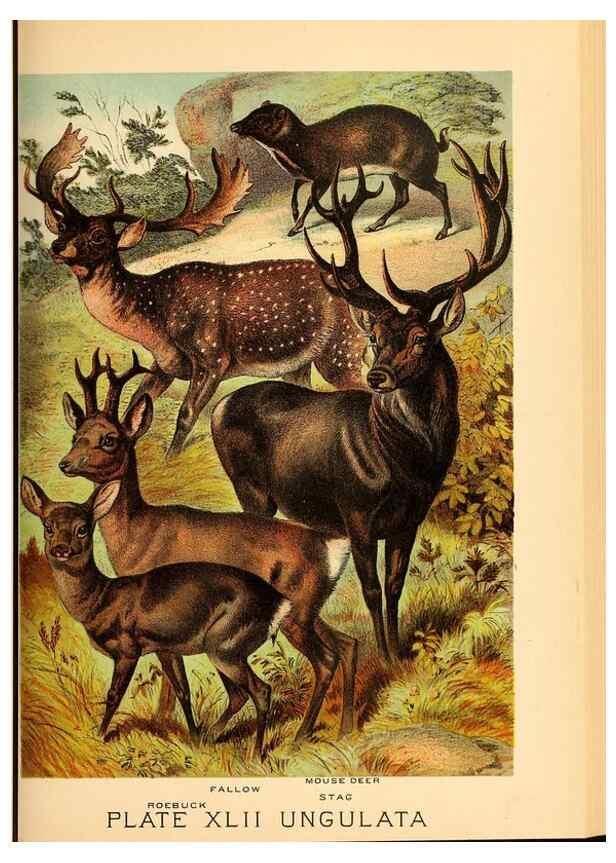 Reproducción/Reproduction 7268672556: Johnson's household book of nature,. New York,H.J.Johnson,[1880]