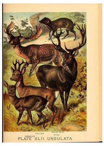 Reproducción/Reproduction 7268672556: Johnson's household book of nature,. New York,H.J.Johnson,[1880]