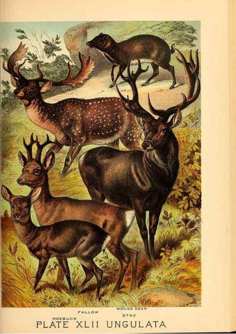 Reproducción/Reproduction 7268672556: Johnson's household book of nature,. New York,H.J.Johnson,[1880]