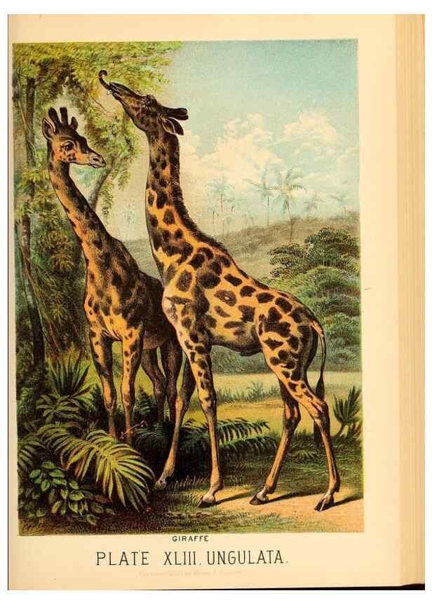 Reproducción/Reproduction 7268673602: Johnson's household book of nature,. New York,H.J.Johnson,[1880]