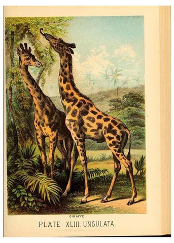 Reproducción/Reproduction 7268673602: Johnson's household book of nature,. New York,H.J.Johnson,[1880]