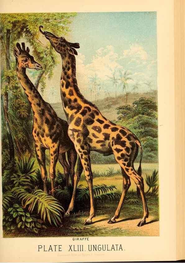 Reproducción/Reproduction 7268673602: Johnson's household book of nature,. New York,H.J.Johnson,[1880]
