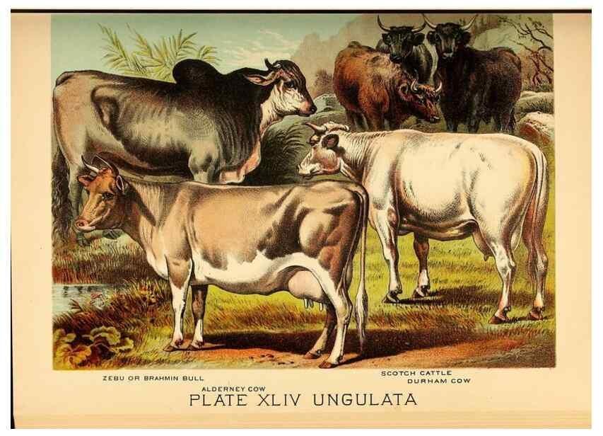 Reproducción/Reproduction 7268675056: Johnson's household book of nature,. New York,H.J.Johnson,[1880]