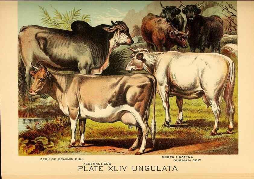 Reproducción/Reproduction 7268675056: Johnson's household book of nature,. New York,H.J.Johnson,[1880]