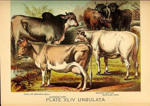 Reproducción/Reproduction 7268675056: Johnson's household book of nature,. New York,H.J.Johnson,[1880]