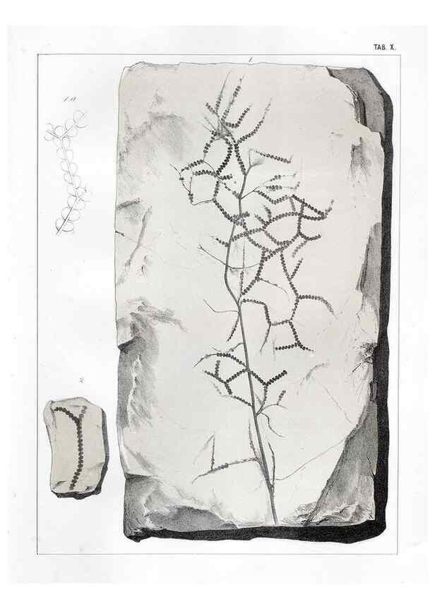 Reproducción/Reproduction 7294199808: Flora fossilis formationis oolithicae =. Padova :Tip. del Seminario,1856/1868-1873/1885.