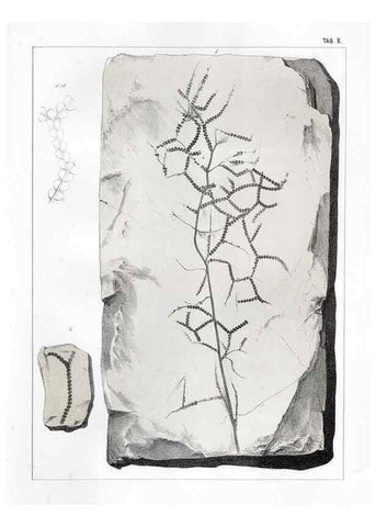 Reproducción/Reproduction 7294199808: Flora fossilis formationis oolithicae =. Padova :Tip. del Seminario,1856/1868-1873/1885.