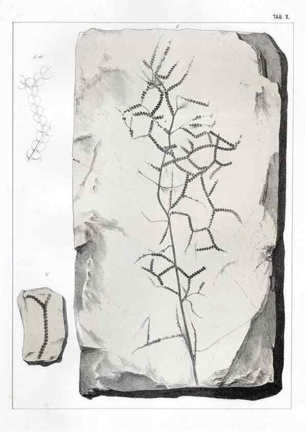 Reproducción/Reproduction 7294199808: Flora fossilis formationis oolithicae =. Padova :Tip. del Seminario,1856/1868-1873/1885.