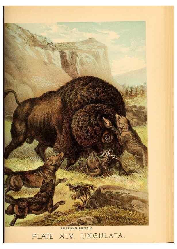 Reproducción/Reproduction 7268676114: Johnson's household book of nature,. New York,H.J.Johnson,[1880]