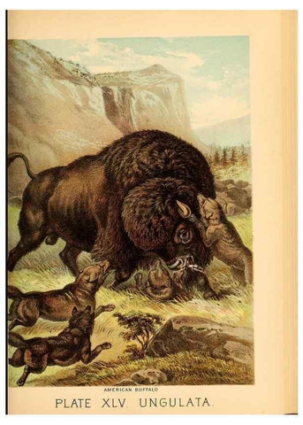 Reproducción/Reproduction 7268676114: Johnson's household book of nature,. New York,H.J.Johnson,[1880]