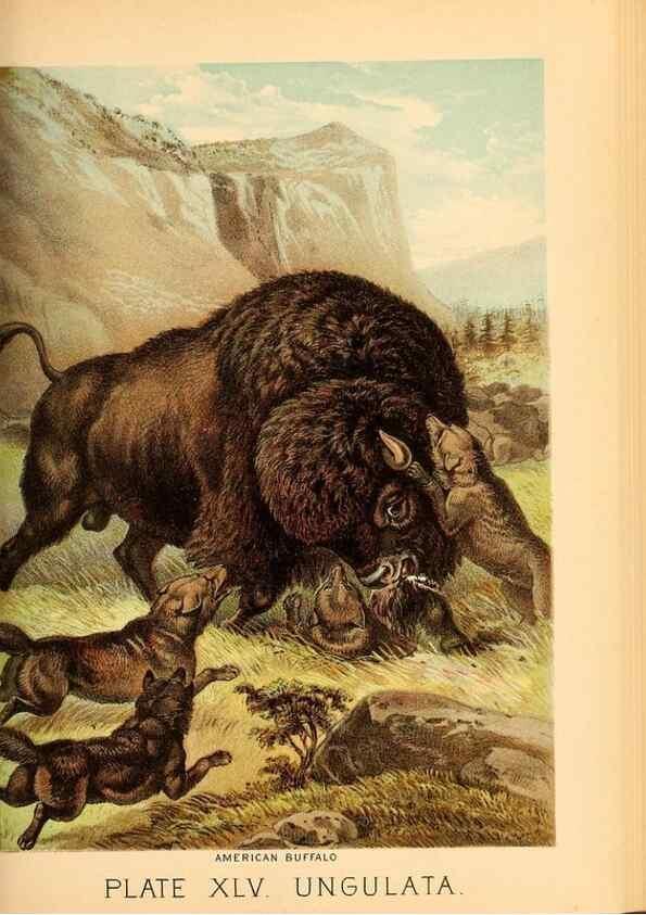 Reproducción/Reproduction 7268676114: Johnson's household book of nature,. New York,H.J.Johnson,[1880]