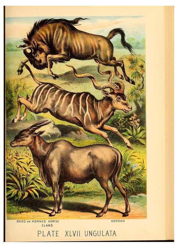 Reproducción/Reproduction 7268678990: Johnson's household book of nature,. New York,H.J.Johnson,[1880]