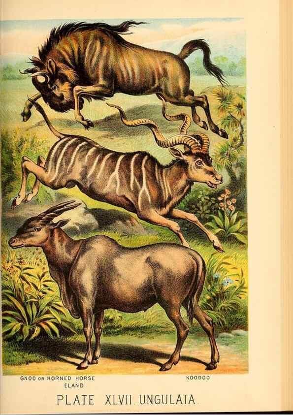 Reproducción/Reproduction 7268678990: Johnson's household book of nature,. New York,H.J.Johnson,[1880]