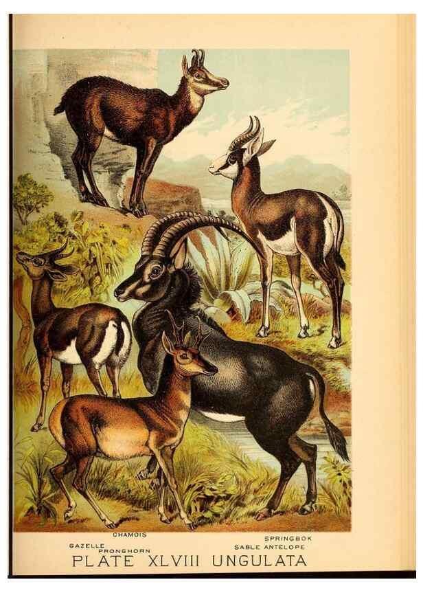 Reproducción/Reproduction 7268680390: Johnson's household book of nature,. New York,H.J.Johnson,[1880]