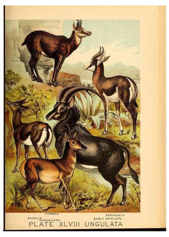 Reproducción/Reproduction 7268680390: Johnson's household book of nature,. New York,H.J.Johnson,[1880]