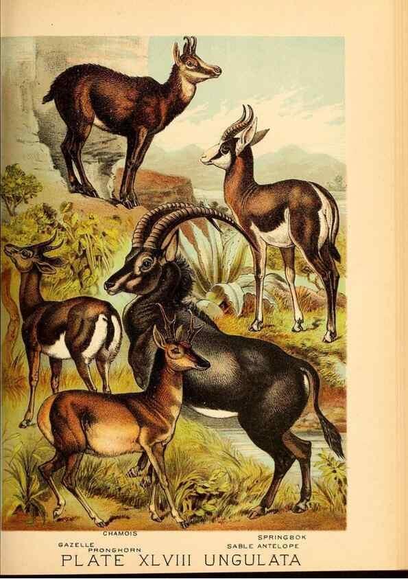 Reproducción/Reproduction 7268680390: Johnson's household book of nature,. New York,H.J.Johnson,[1880]