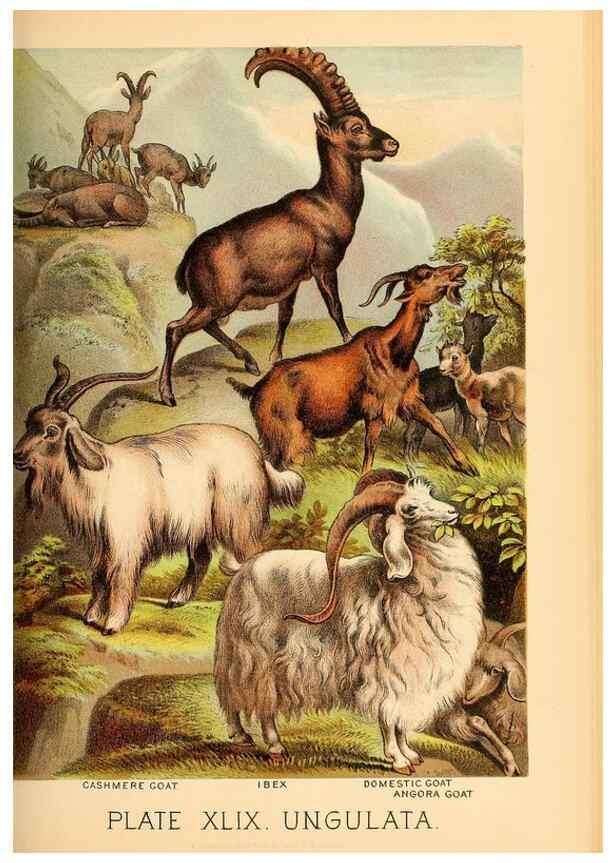 Reproducción/Reproduction 7268681758: Johnson's household book of nature,. New York,H.J.Johnson,[1880]