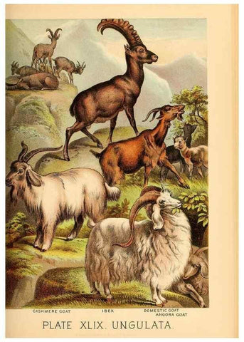 Reproducción/Reproduction 7268681758: Johnson's household book of nature,. New York,H.J.Johnson,[1880]