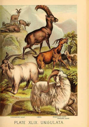 Reproducción/Reproduction 7268681758: Johnson's household book of nature,. New York,H.J.Johnson,[1880]