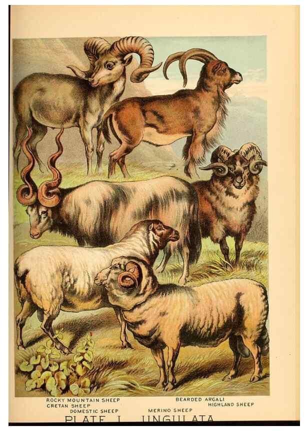 Reproducción/Reproduction 7268682828: Johnson's household book of nature,. New York,H.J.Johnson,[1880]