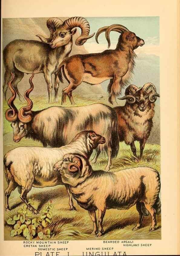 Reproducción/Reproduction 7268682828: Johnson's household book of nature,. New York,H.J.Johnson,[1880]