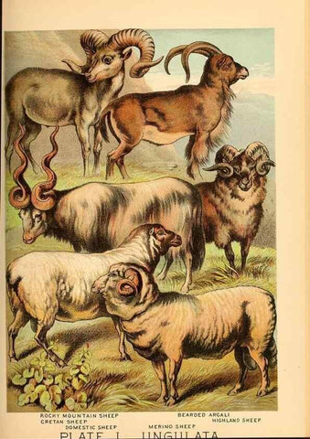 Reproducción/Reproduction 7268682828: Johnson's household book of nature,. New York,H.J.Johnson,[1880]