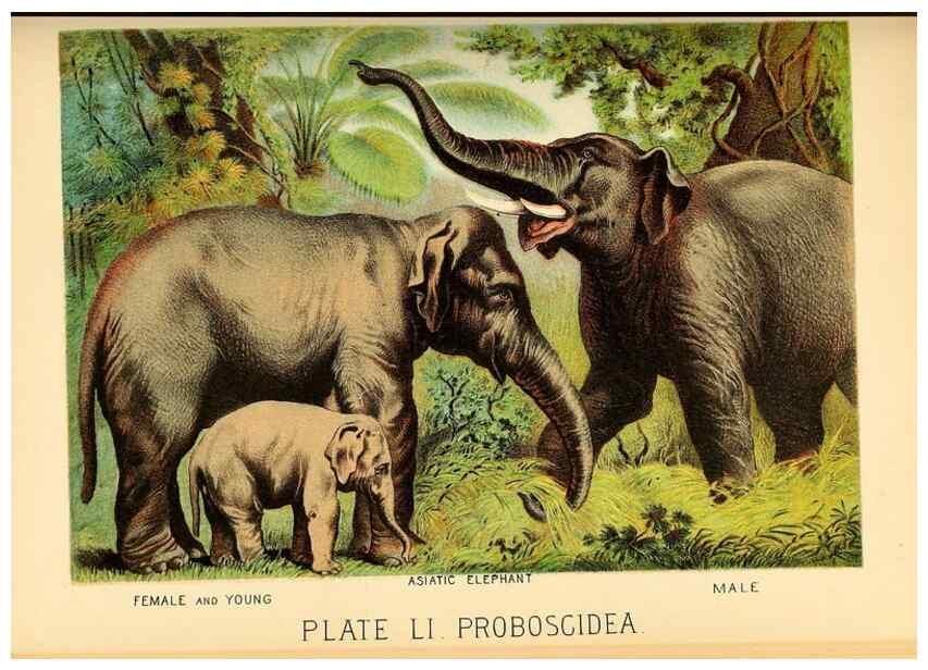Reproducción/Reproduction 7268683898: Johnson's household book of nature,. New York,H.J.Johnson,[1880]