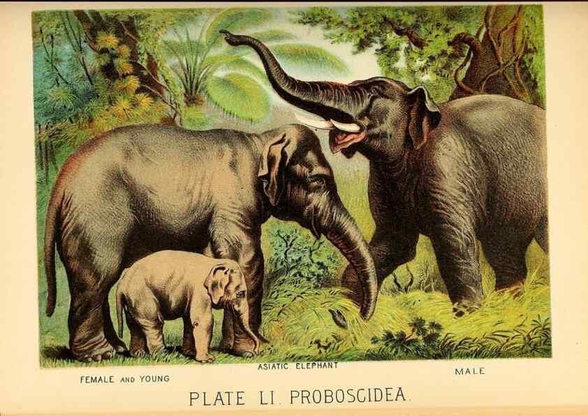 Reproducción/Reproduction 7268683898: Johnson's household book of nature,. New York,H.J.Johnson,[1880]