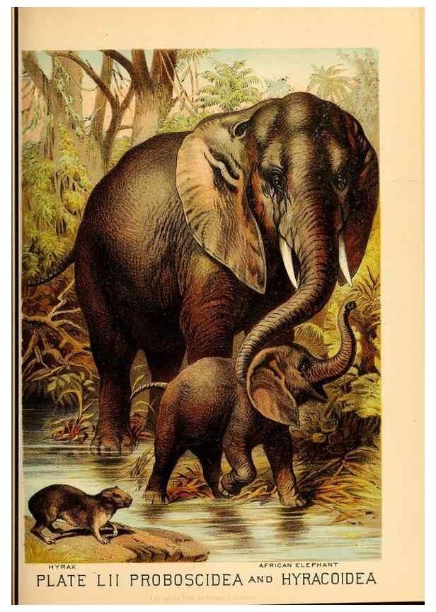 Reproducción/Reproduction 7268685688: Johnson's household book of nature,. New York,H.J.Johnson,[1880]