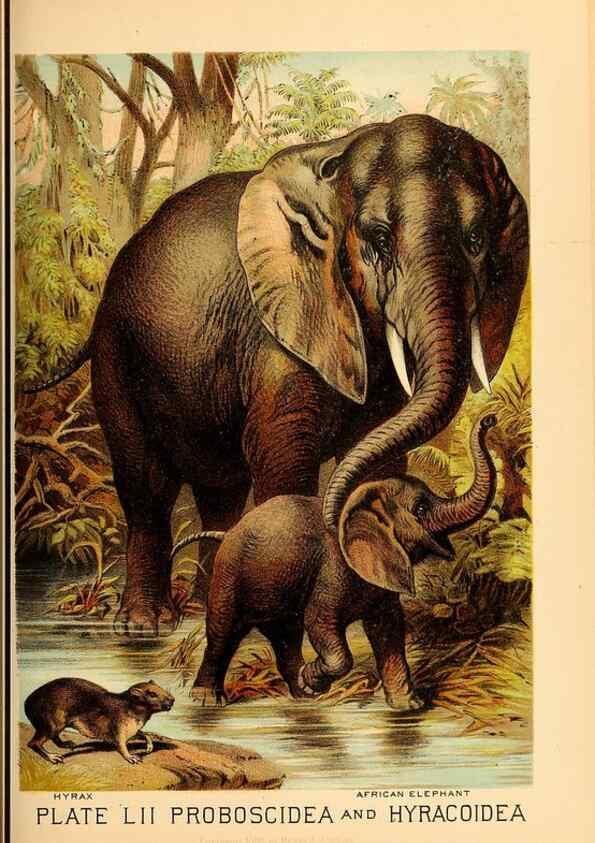 Reproducción/Reproduction 7268685688: Johnson's household book of nature,. New York,H.J.Johnson,[1880]