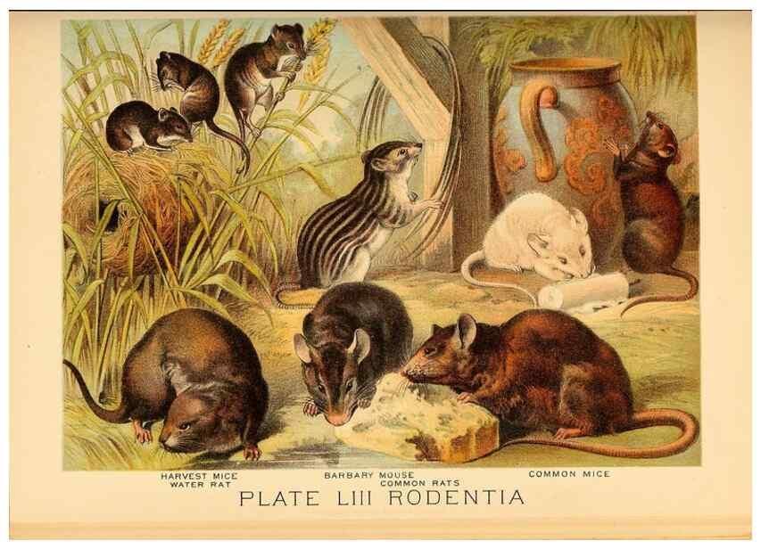 Reproducción/Reproduction 7268687150: Johnson's household book of nature,. New York,H.J.Johnson,[1880]