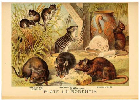 Reproducción/Reproduction 7268687150: Johnson's household book of nature,. New York,H.J.Johnson,[1880]