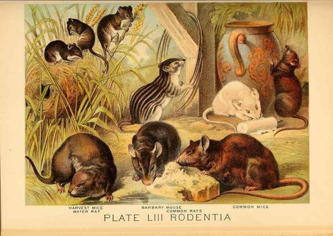Reproducción/Reproduction 7268687150: Johnson's household book of nature,. New York,H.J.Johnson,[1880]