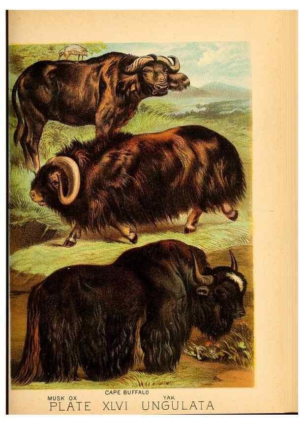 Reproducción/Reproduction 7268677446: Johnson's household book of nature,. New York,H.J.Johnson,[1880]