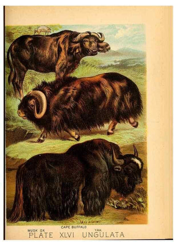 Reproducción/Reproduction 7268677446: Johnson's household book of nature,. New York,H.J.Johnson,[1880]