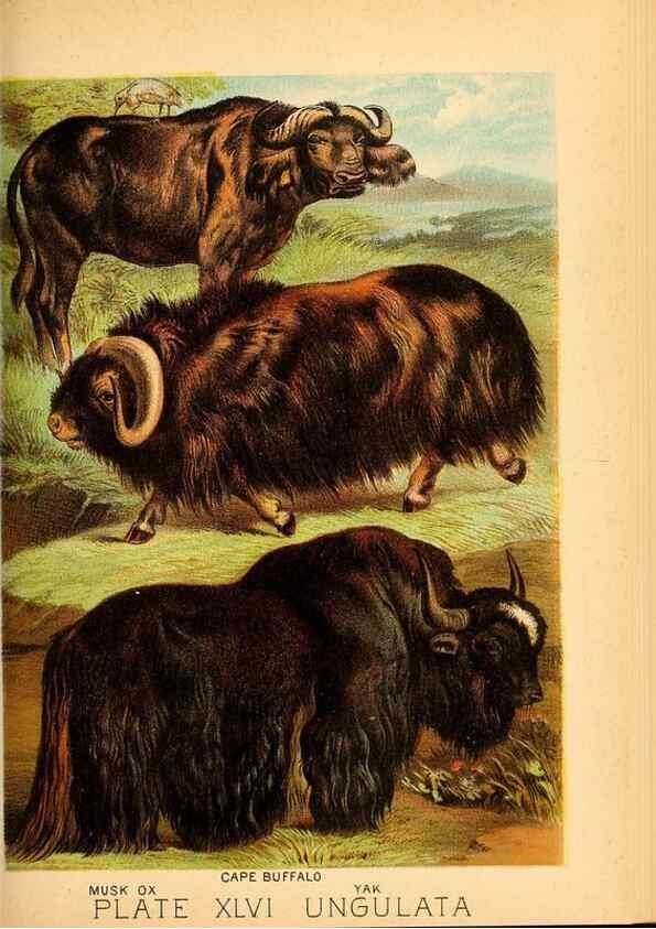 Reproducción/Reproduction 7268677446: Johnson's household book of nature,. New York,H.J.Johnson,[1880]