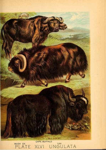 Reproducción/Reproduction 7268677446: Johnson's household book of nature,. New York,H.J.Johnson,[1880]